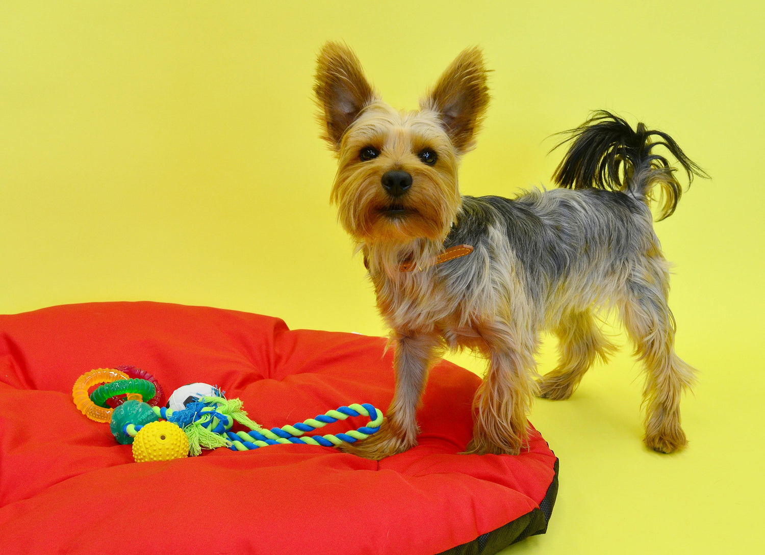 Dog Supplies