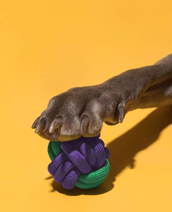 Dental Health Dog Rope Toy - Teeth Cleaning Chew Toy