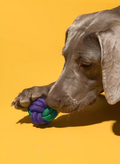 Dental Health Dog Rope Toy - Teeth Cleaning Chew Toy