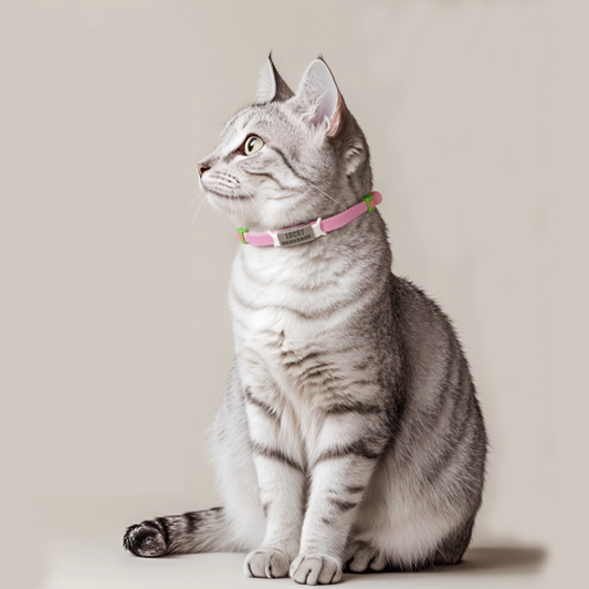 Personalized Stretch Pet Collar - DIY Kit