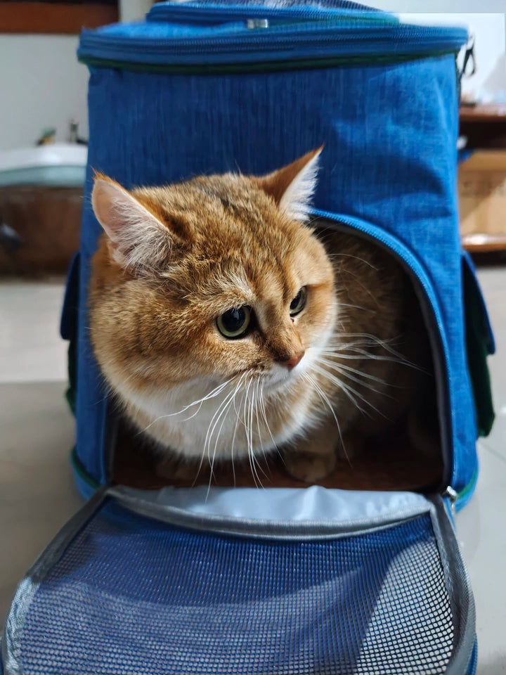 Lightweight and breathable pet backpack